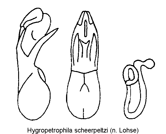 hygropetrophila_scheerpeltzi.gif