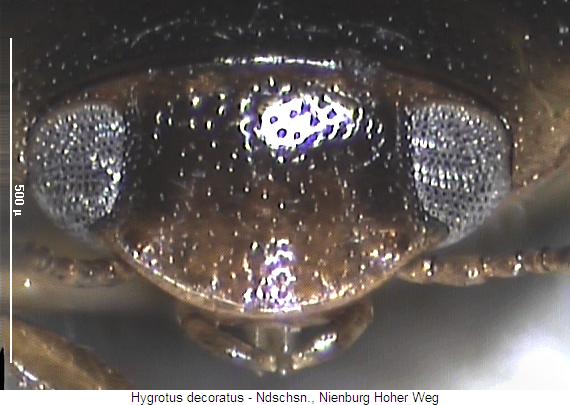hygrotus_decoratus_k.jpg
