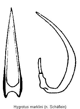 hygrotus_marklini.gif