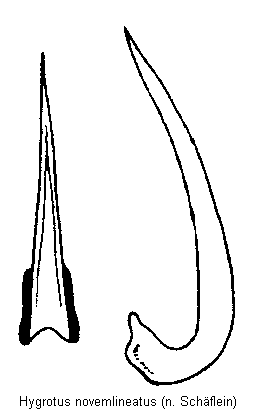 hygrotus_novemlineatus.gif