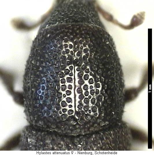 hylastes_attenuatus_hsch.jpg