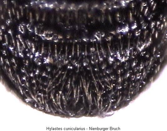 hylastes_cunicularius_as.jpg