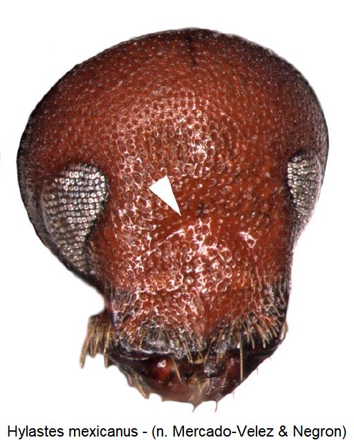 hylastes_mexicanus_k.jpg