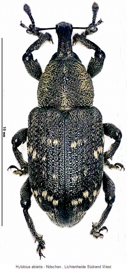 hylobius_abietis_hab.jpg