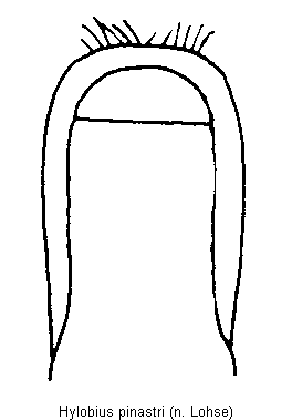 hylobius_pinastri.gif