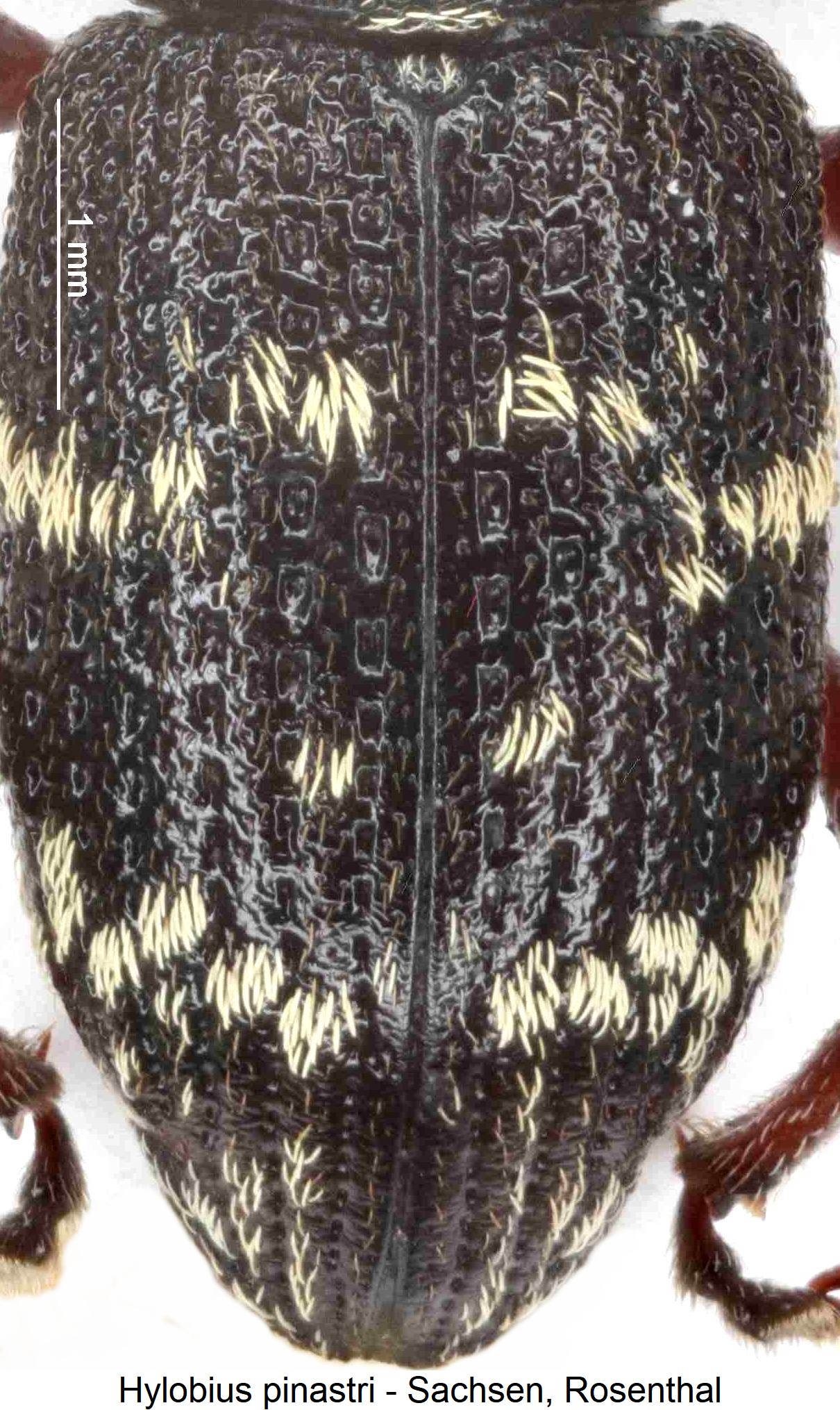hylobius_pinastri_fld.jpg