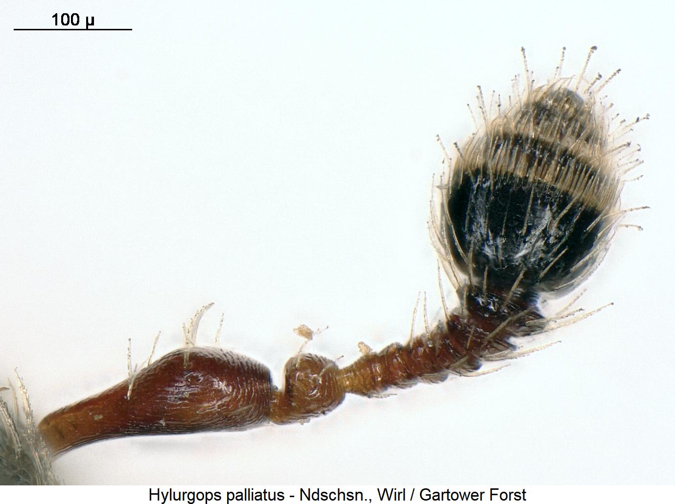 hylurgops_palliatus_f.jpg