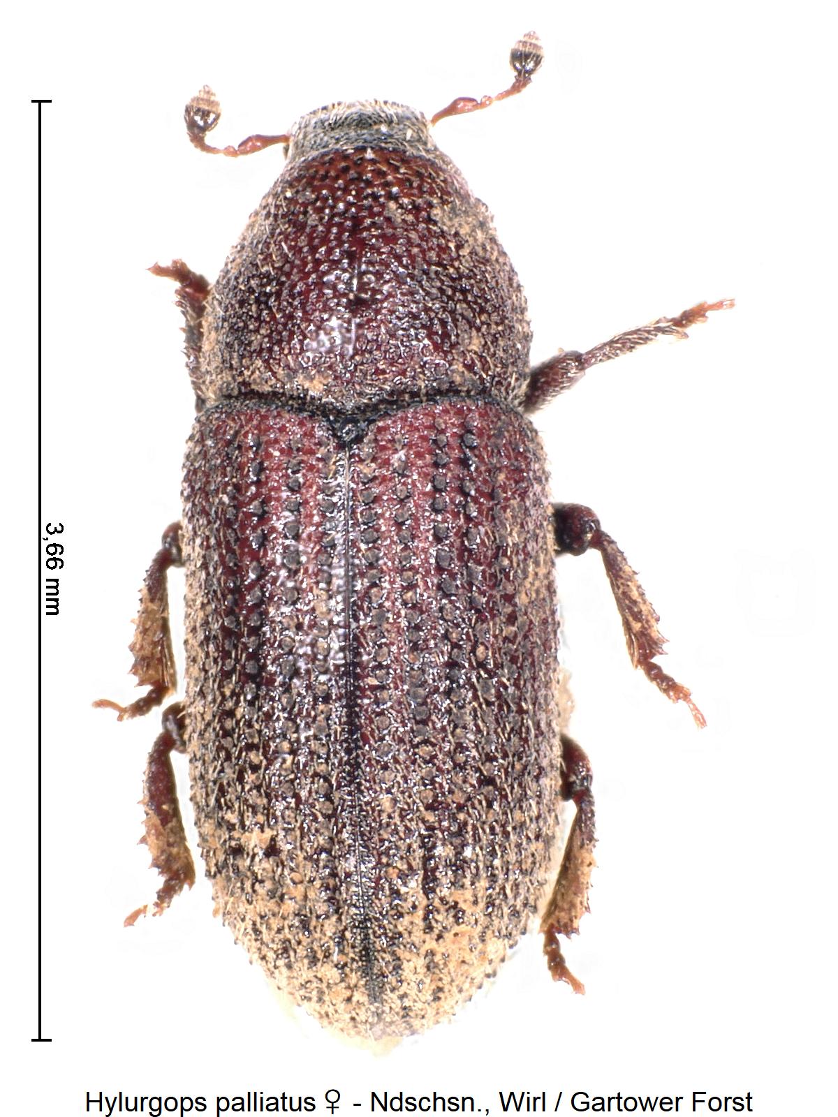 hylurgops_palliatus_w_hab.jpg