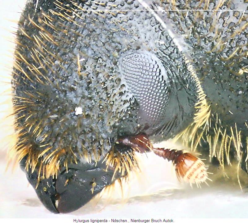 hylurgus_ligniperda_k.jpg