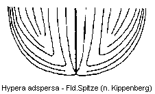 hypera_adspersa_fld.gif