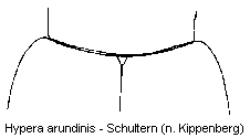 hypera_arundinis_schultern.gif