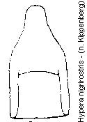 hypera_nigrirostris.gif