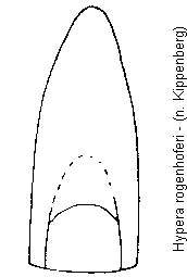 hypera_rogenhoferi.gif