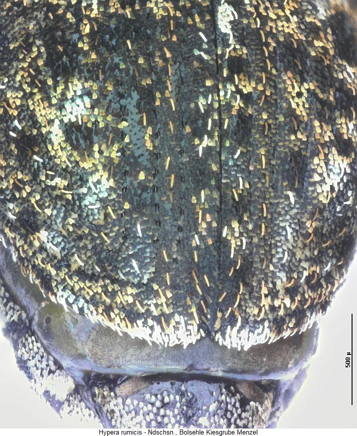 hypera_rumicis_fld.jpg