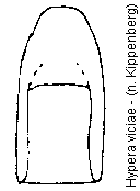 hypera_viciae.gif