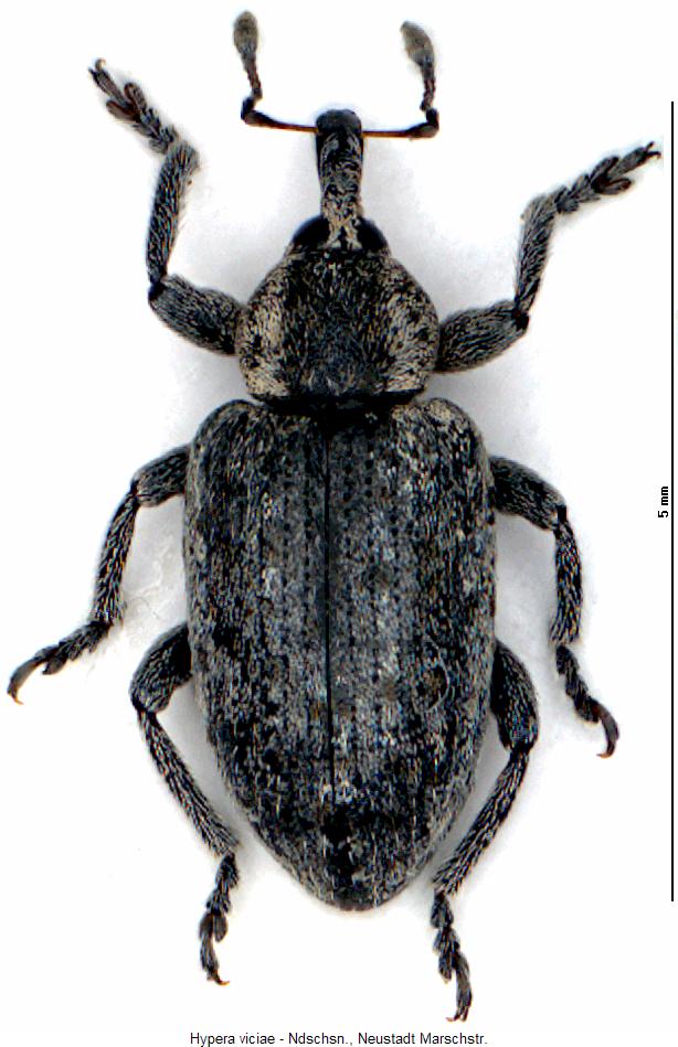 hypera_viciae_hab.jpg