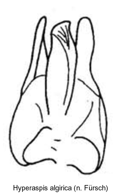hyperaspis_algirica_bl.jpg