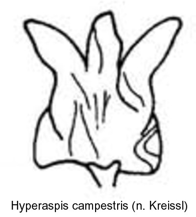 hyperaspis_campestris_bl.jpg