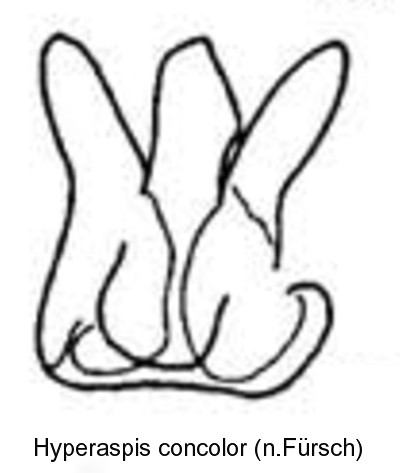 hyperaspis_concolor_bl.jpg