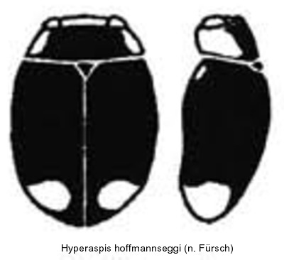 hyperaspis_hoffmannseggi_hab.jpg