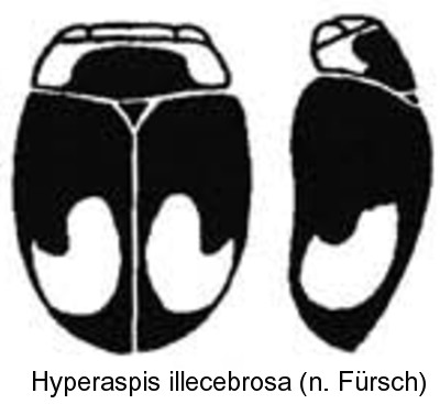 hyperaspis_illecebrosa_hab.jpg