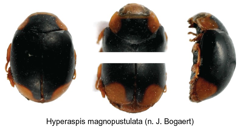 hyperaspis_magnopustulata_hab.jpg