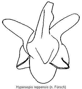 hyperaspis_reppensis.gif