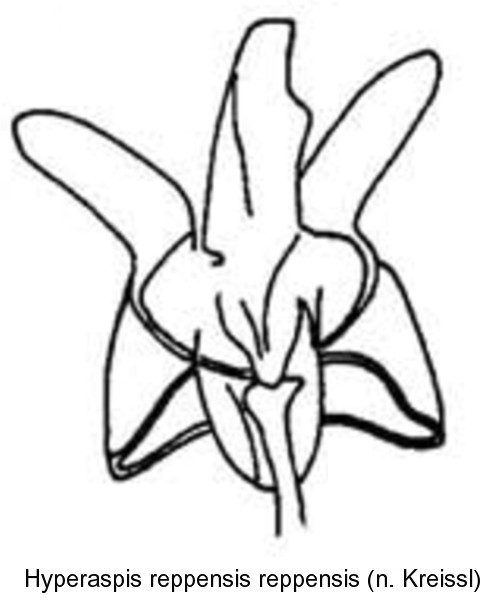 hyperaspis_reppensis_str_bl.jpg