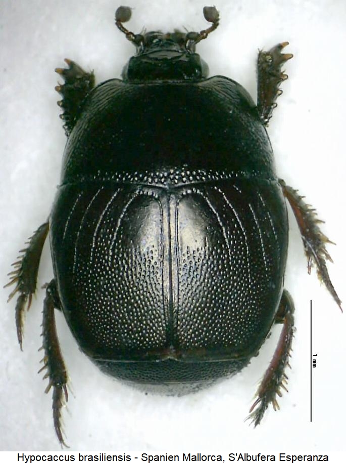 hypocaccus_brasiliensis_hab.jpg