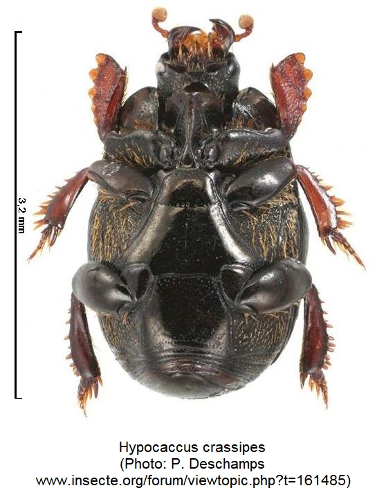 hypocaccus_crassipes_us.jpg