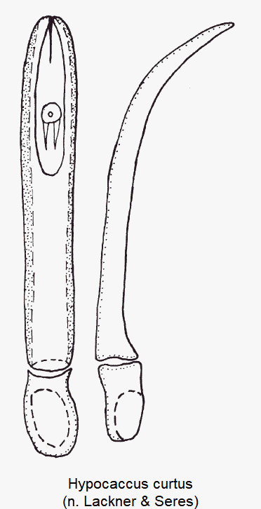 hypocaccus_curtus.gif