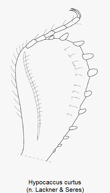 hypocaccus_curtus_vschn.gif