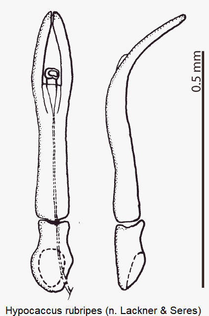 hypocaccus_rubripes.gif