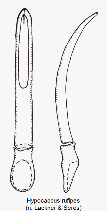 hypocaccus_rufipes.gif