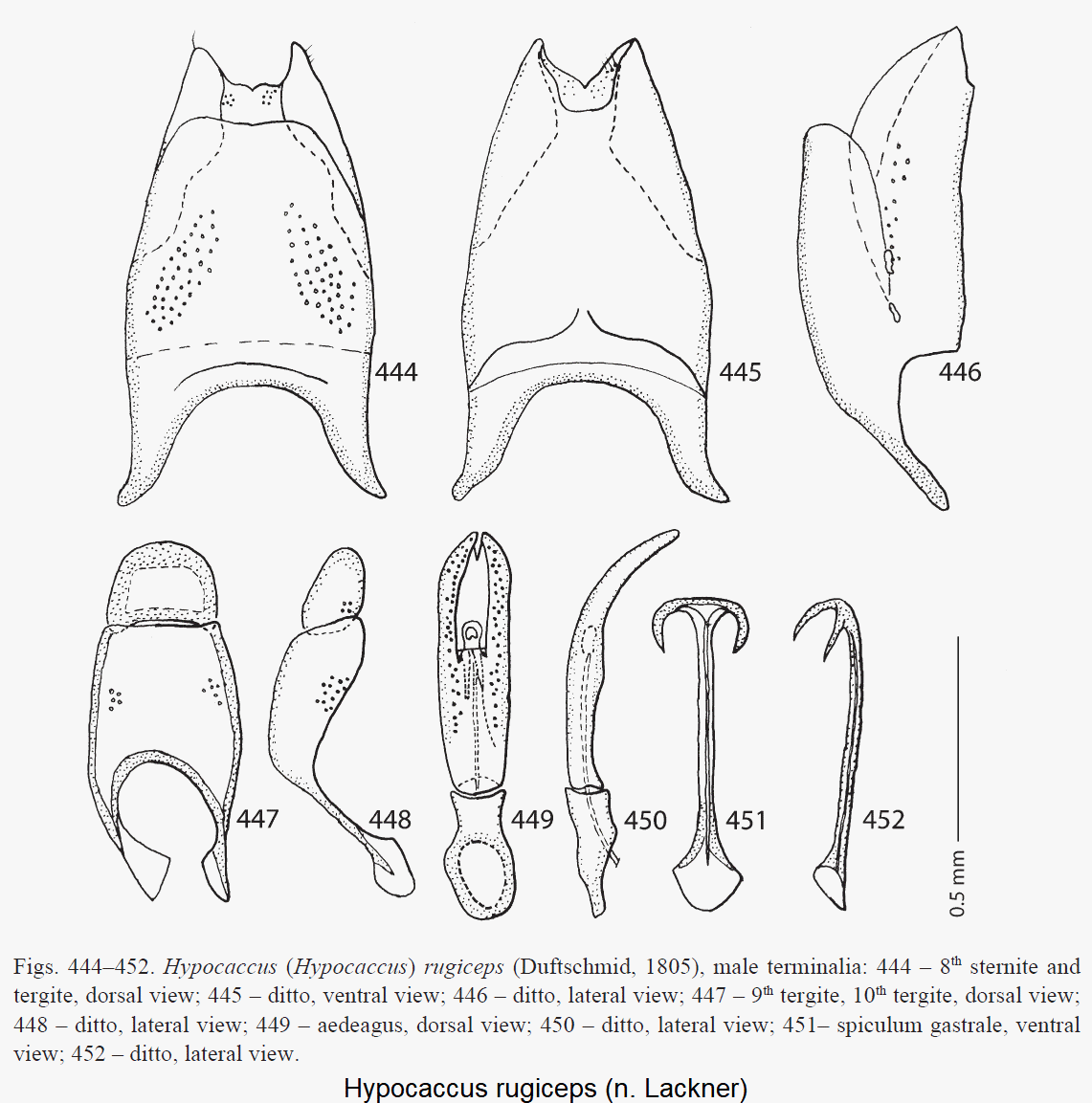 hypocaccus_rugiceps.gif
