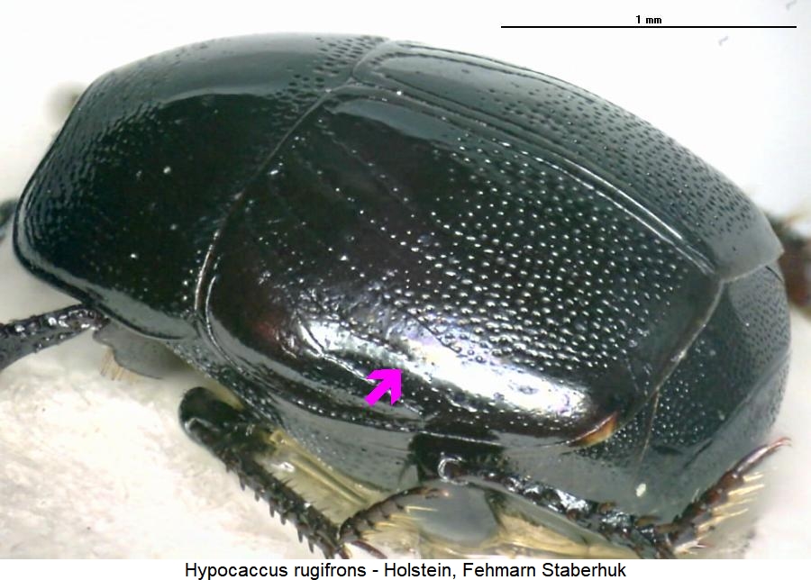 hypocaccus_rugifrons_sa.jpg