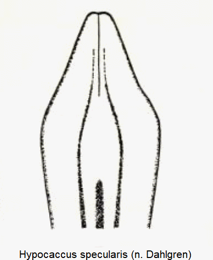 hypocaccus_specularis.gif