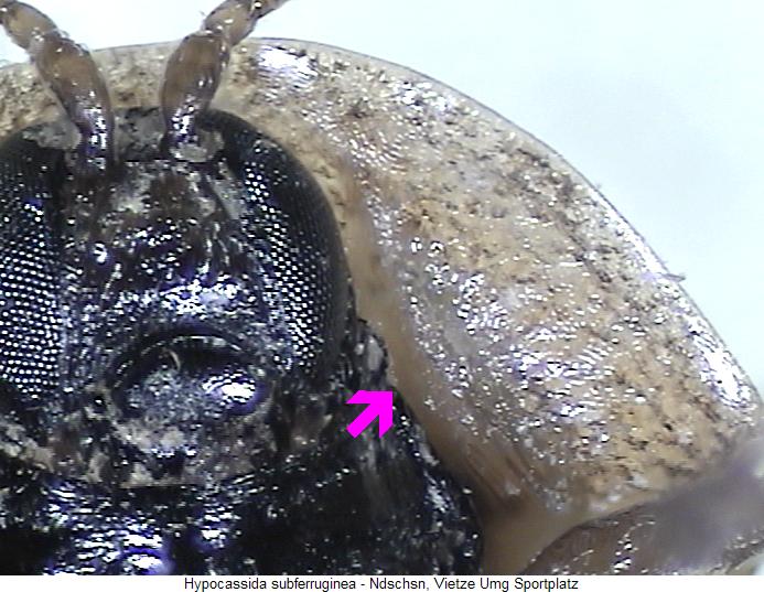 hypocassida_subferruginea_us.jpg