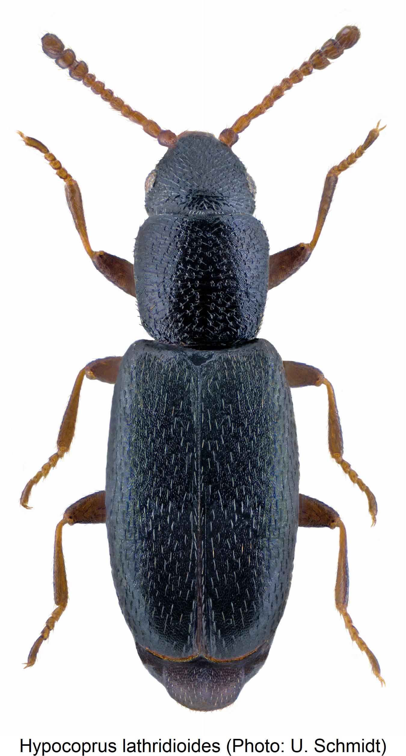 hypocoprus_lathridioides_hab.jpg
