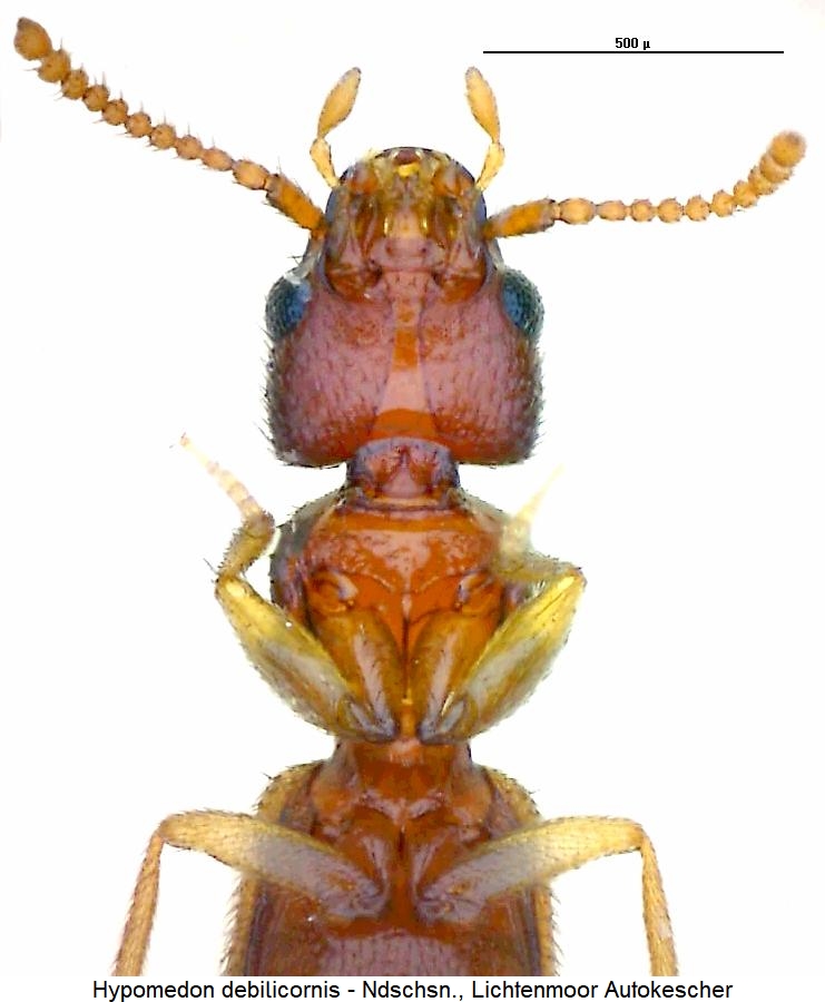 hypomedon_debilicornis_us.jpg