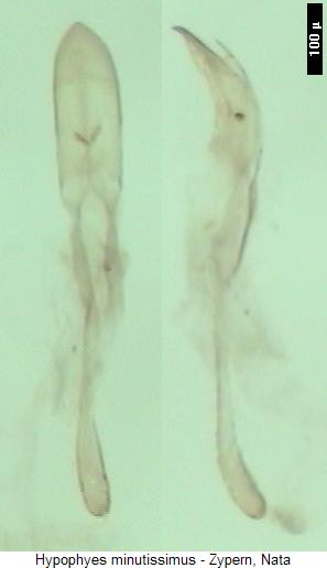 hypophyes_minutissimus.jpg