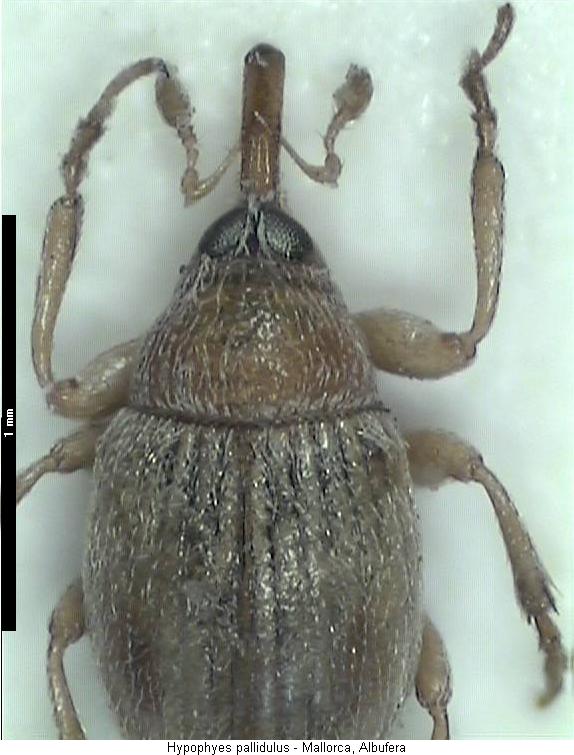 hypophyes_pallidulus_hab.jpg