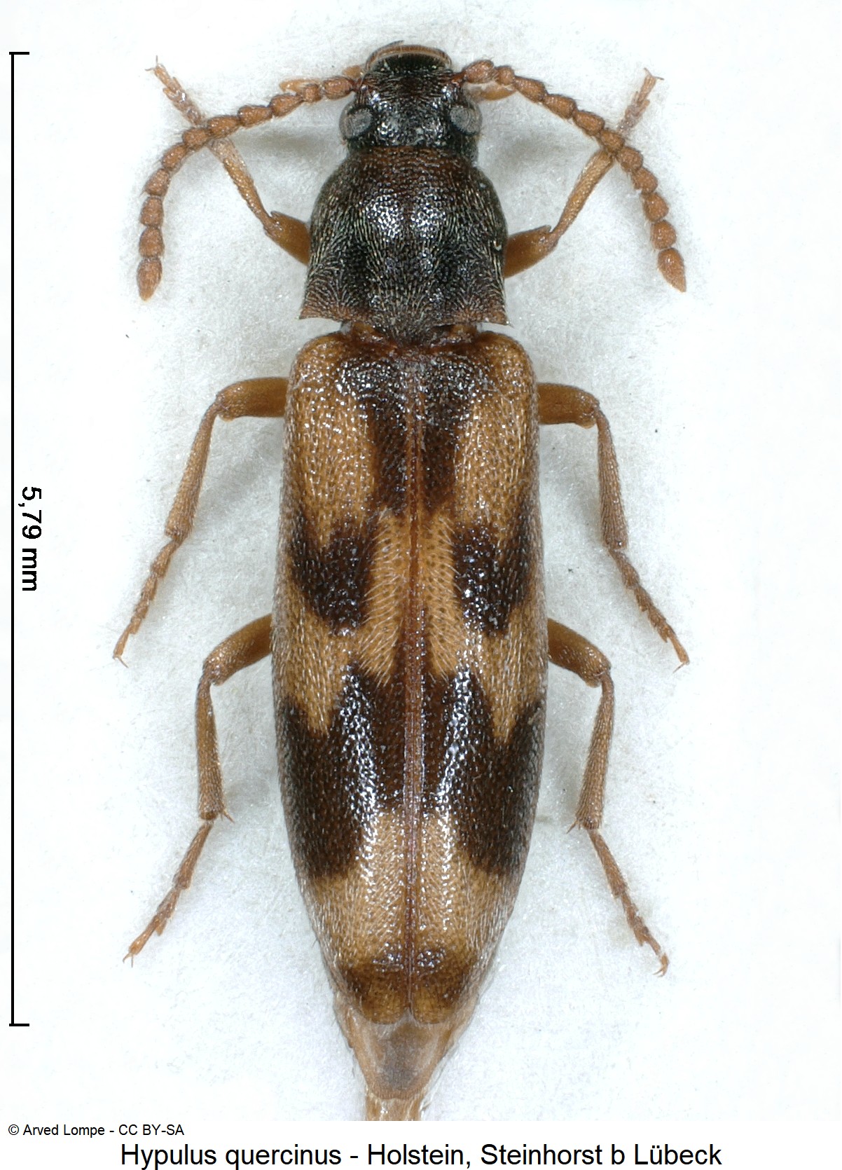 hypulus_quercinus_ck10032_hab.jpg