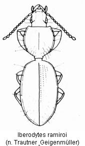 iberodytes_ramiroi_hab.jpg