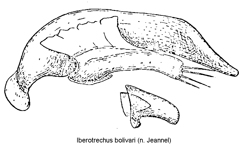 iberotrechus_bolivari.gif