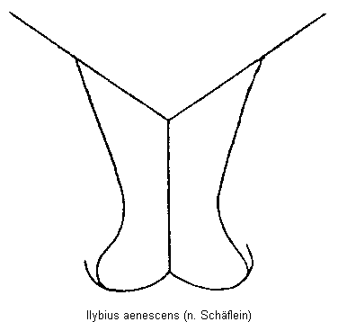 ilybius_aenescens_hbr.gif