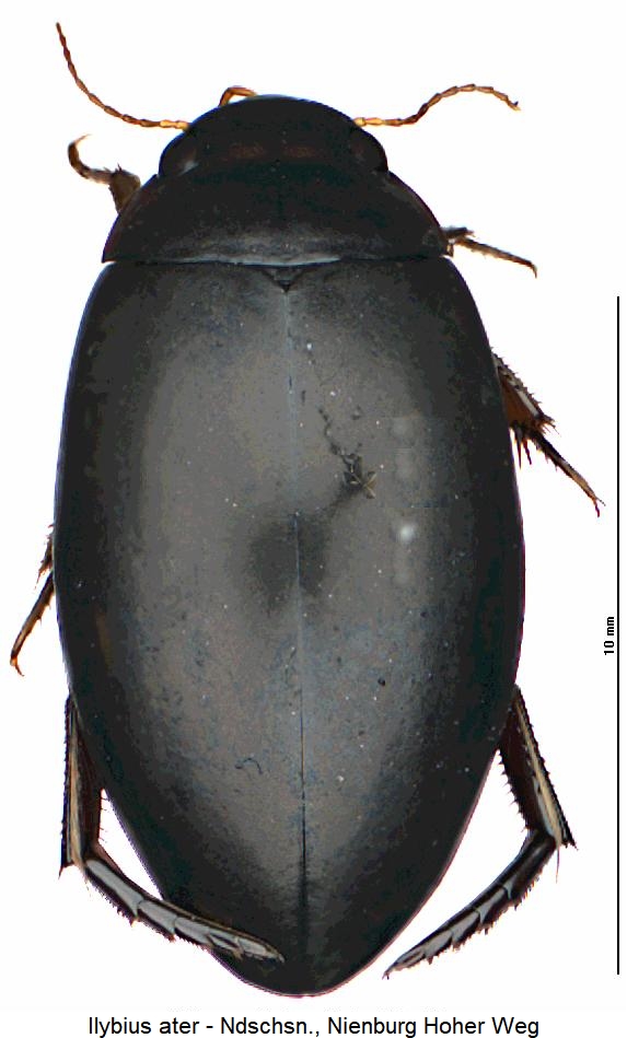 ilybius_ater_hab.jpg