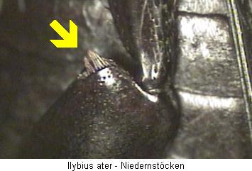 ilybius_ater_hschl.jpg