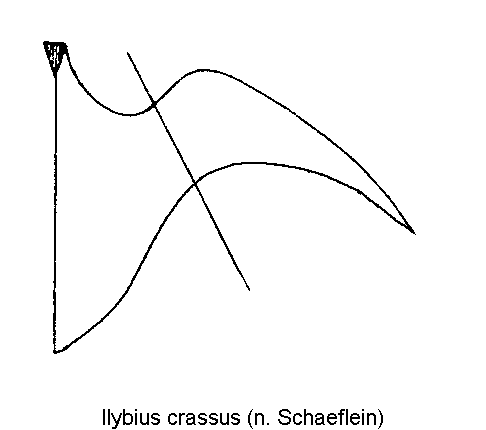 ilybius_crassus_hbr.gif