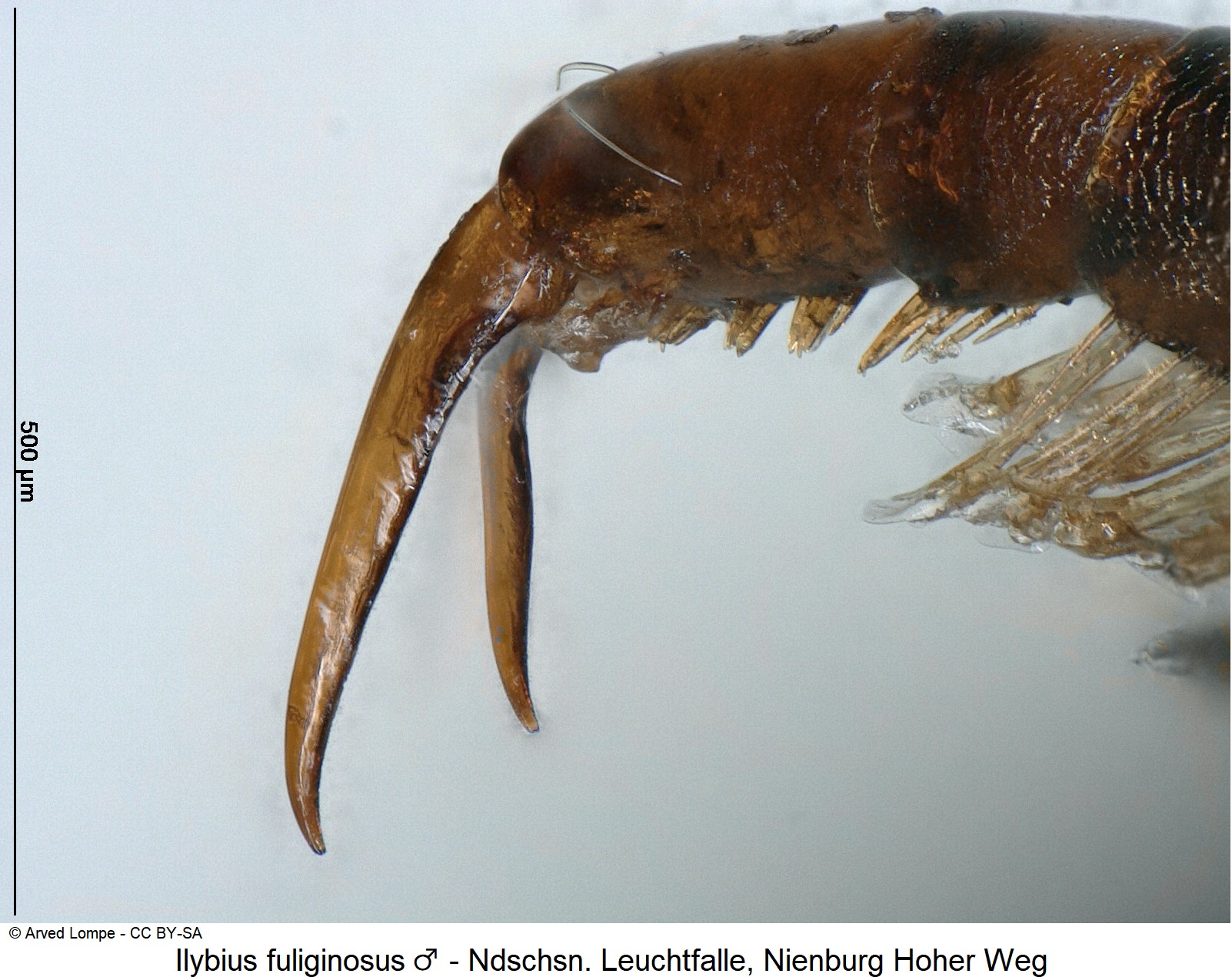 ilybius_fuliginosus_m_ck36401025_vtr_klauen.jpg